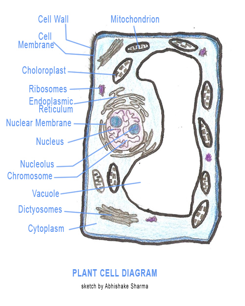 Plant Cell Sketch at PaintingValley.com | Explore collection of Plant ...