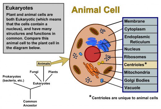 520x353 Plant Cells Vs. Animal Cells (With Diagrams) Owlcation - Plant Cell Sketch