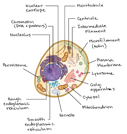 Plant Cell Sketch at PaintingValley.com | Explore collection of Plant ...