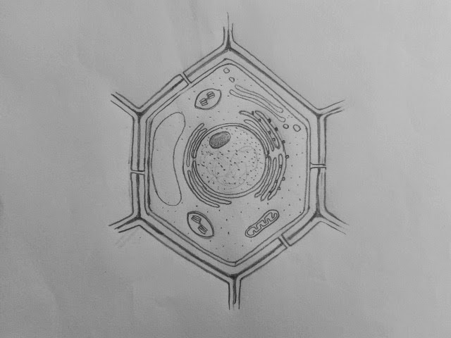 640x480 Simple Plant Cell To Draw - Plant Cell Sketch
