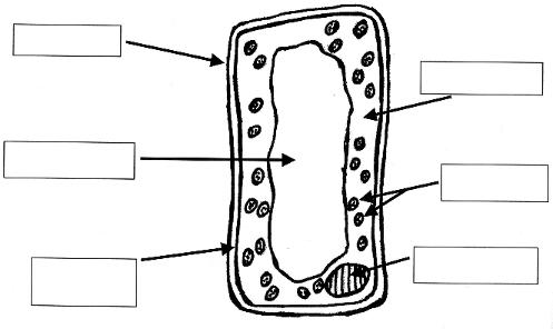 497x296 The Open Door Web Site Biology Practical Work Laboratory - Plant Cell Sketch