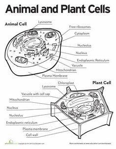 236x303 Line Drawing Of Plant And Animal Cells - Plant Cell Sketch