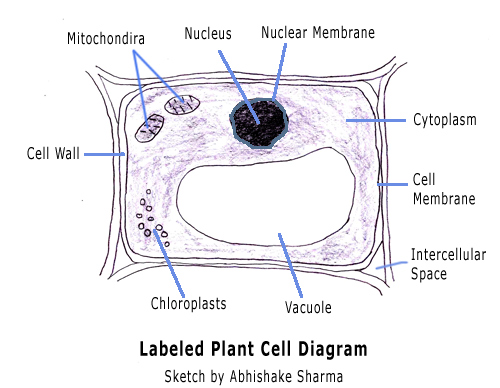 500x388 A List Of Main Functions Of The Vacuole - Plant Cell Sketch