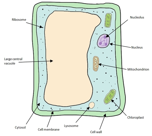 Labelled Diagram Of A Plant Cell Under A Microscope - Micropedia