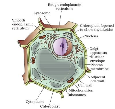 Plant Cell Sketch at PaintingValley.com | Explore collection of Plant ...