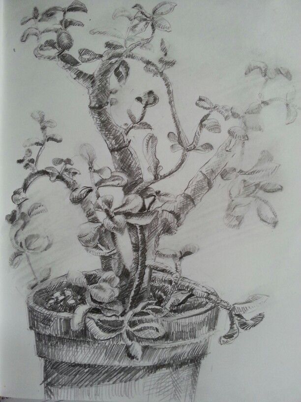 612x816 Drawn Pot Plant Pencil Drawing - Plant Pot Sketch