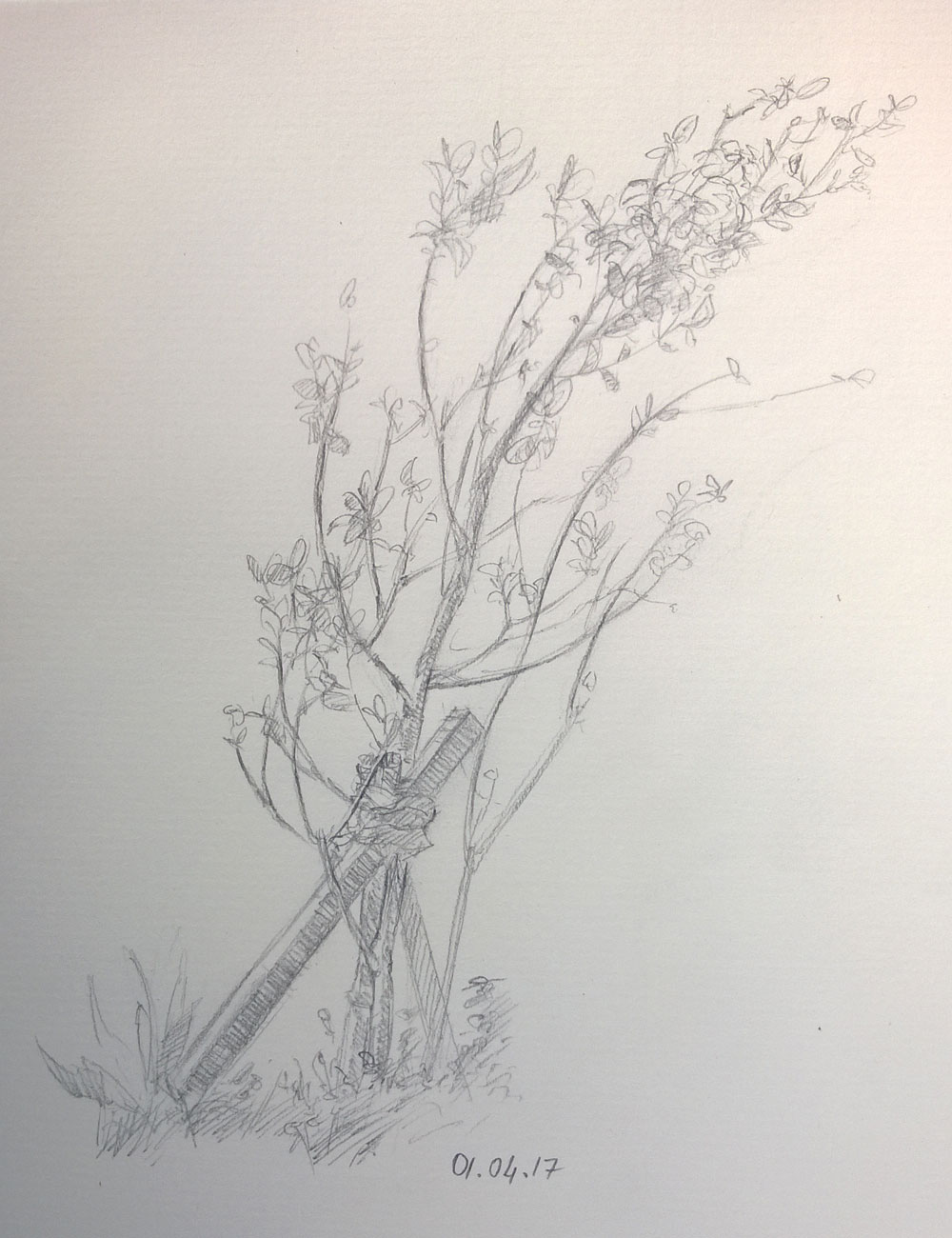 1000x1300 Feijoa Plant Sketch - Plant Sketch