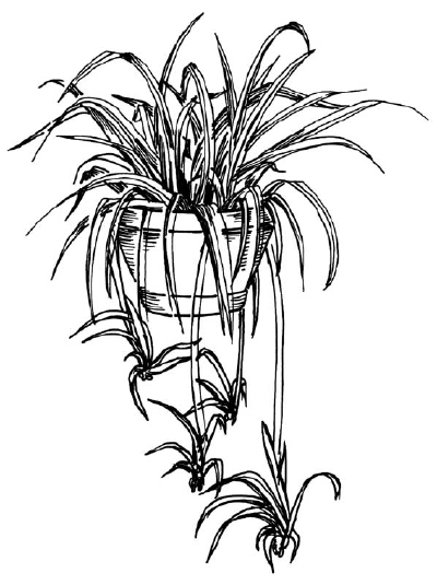 400x535 How To Draw A Spider Plant Howstuffworks - Plant Sketch