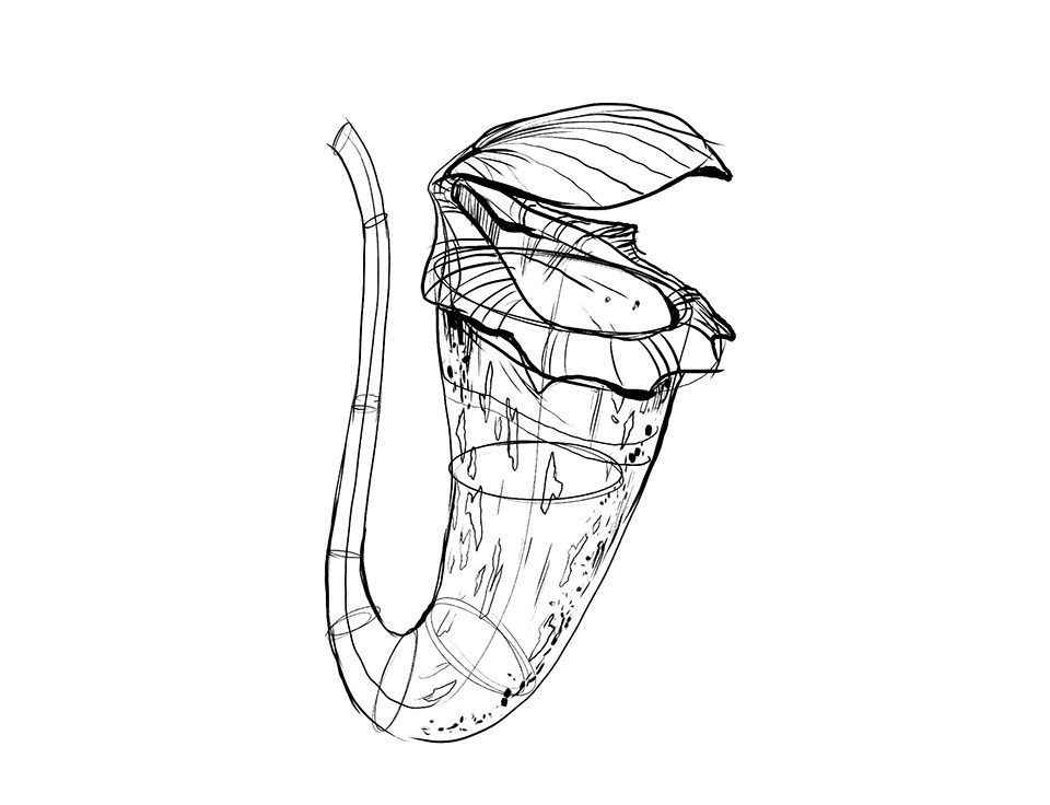 960x736 Lesson 3 Drawing Plants - Plant Sketch