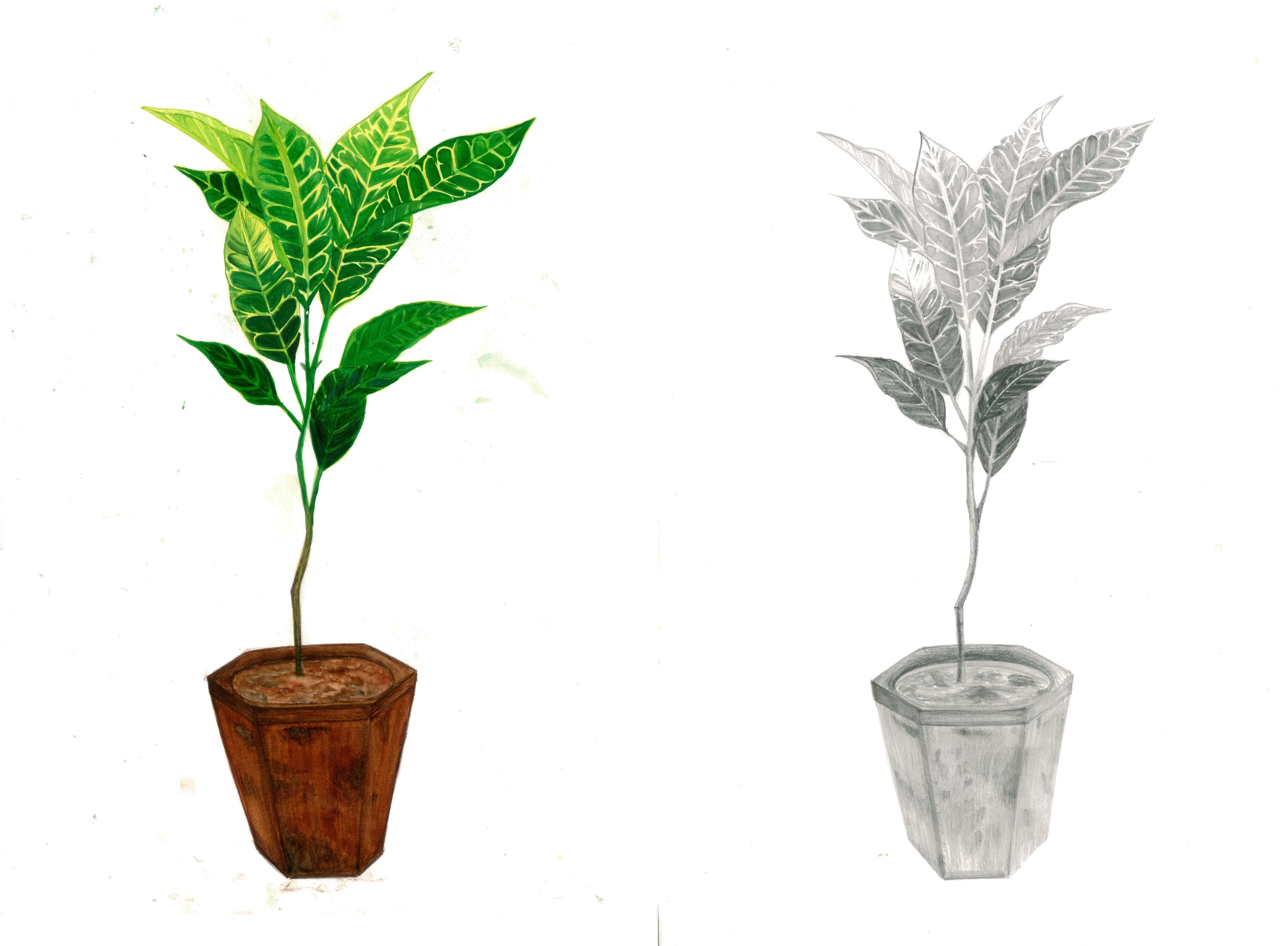 4728x3473 Plant Sketch Art Portfolio - Plant Sketch