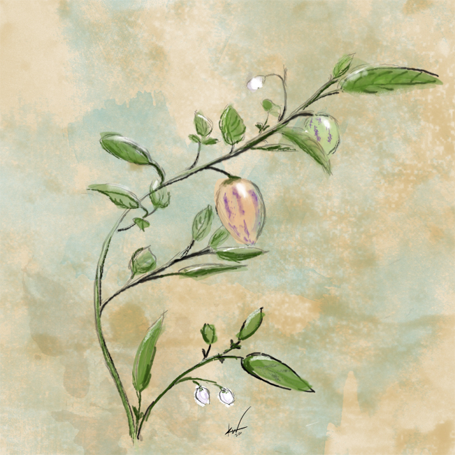 651x651 Pepino A Plant Sunday - Plant Sketch