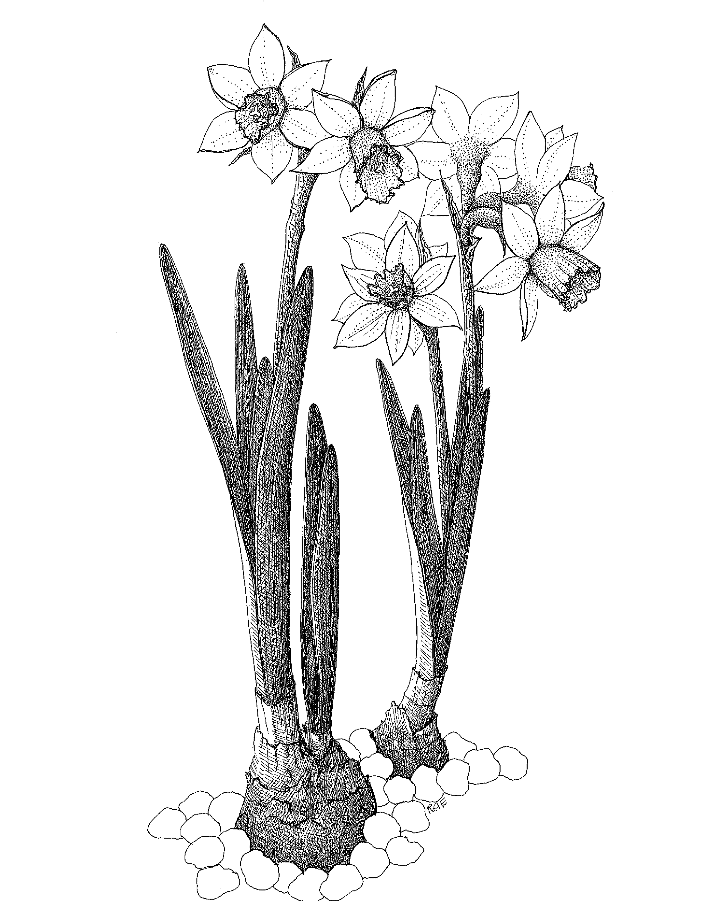 2400x3000 Plant Celebration Amp Garden Sale - Plant Sketch