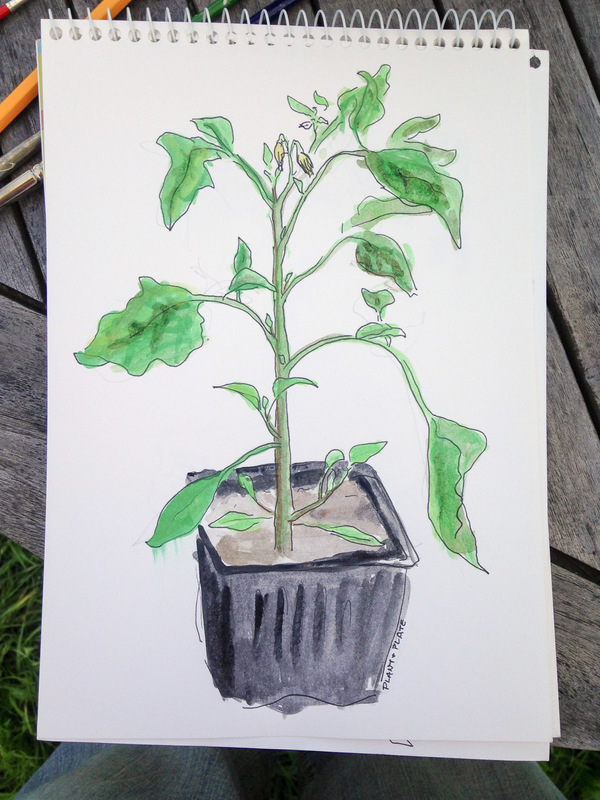 600x800 Plant Your Tomatoes Deep - Plant Sketch
