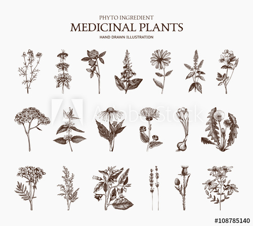 500x445 Big Vector Collection Of Hand Drawn Spices And Herbs. Botanical - Plant Sketch