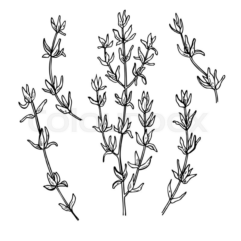 800x800 Thyme Vector Drawing Set. Isolated Thyme Plant And Leaves. Herbal - Plant Sketch