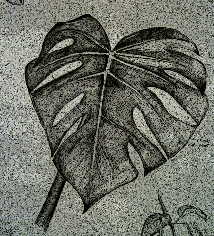 851x939 Cheese Plant Sketch By Gaz De La Raz - Plant Sketch