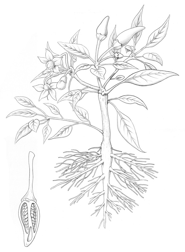 600x815 Chilli Illustration - Plant Sketch