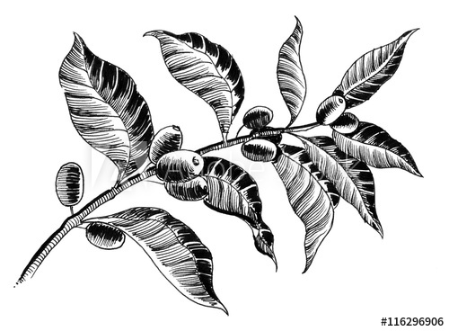 500x368 Coffee Plant Sketch - Plant Sketch