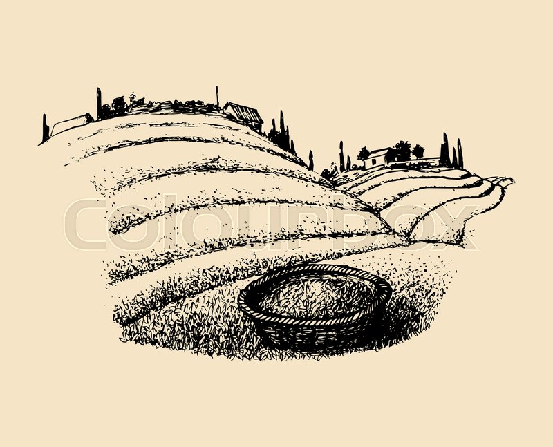 800x647 Vector Tea Field Illustration. Sketch Of Southern Countryside With - Plantation Sketch