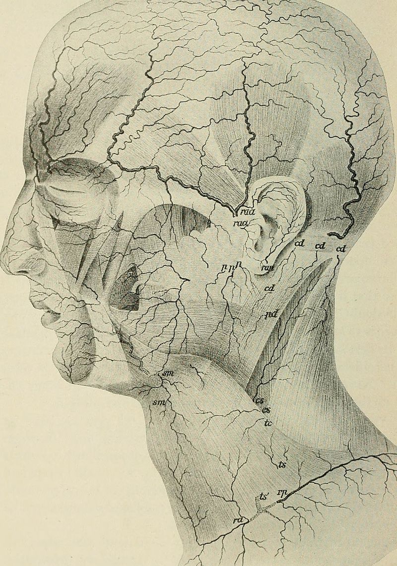 800x1142 The Basics Of Plastic Surgery Explained - Plastic Surgery Sketch