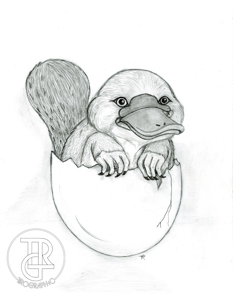 762x960 Platypus Tirographic - Platypus Sketch