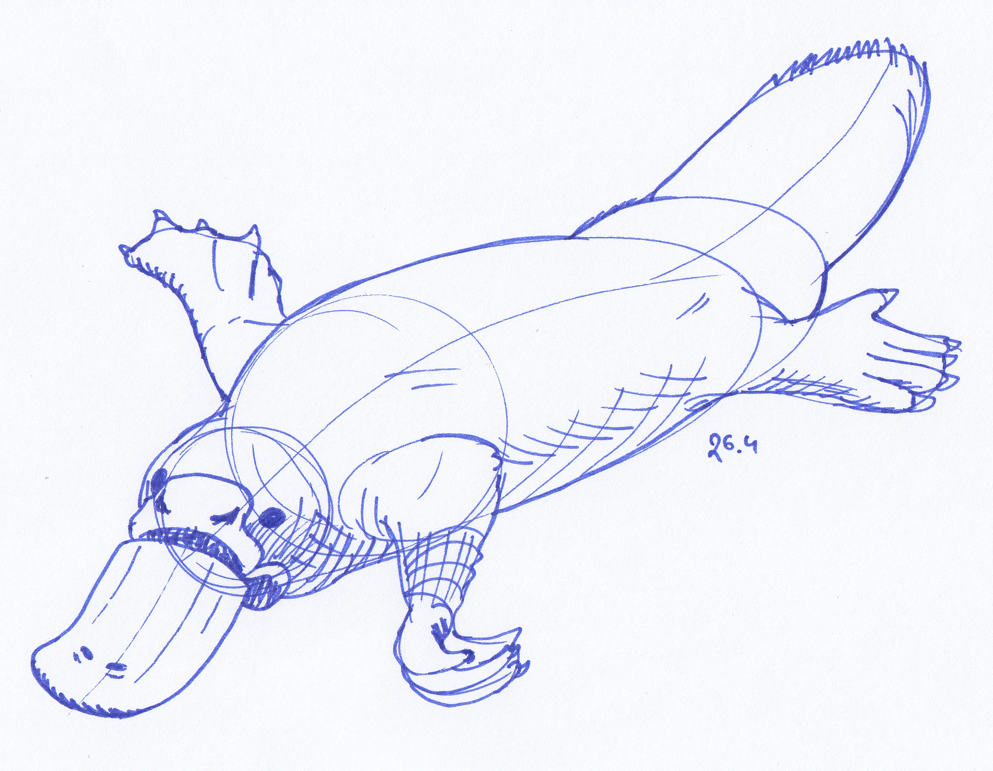 2045x1589 April 26th - Platypus Sketch