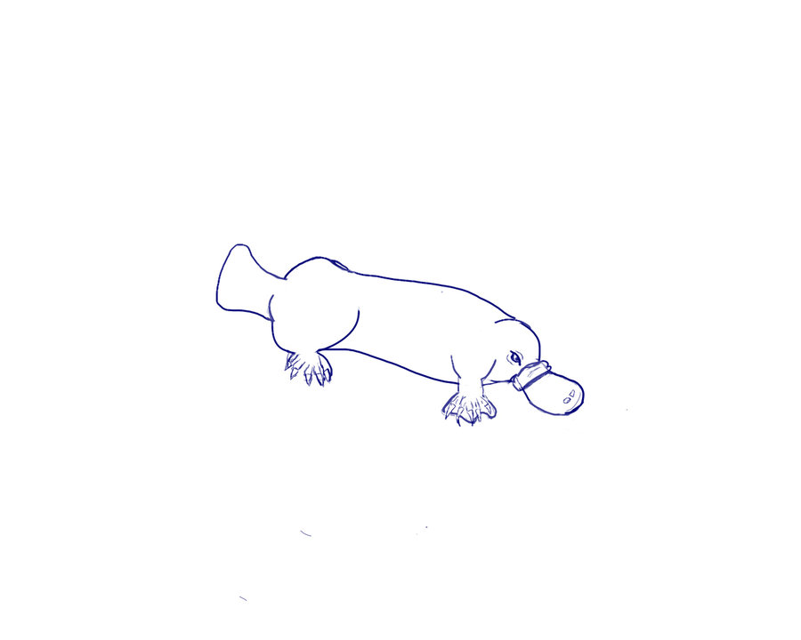 900x720 Platypus Sketch By Mandi5000 - Platypus Sketch