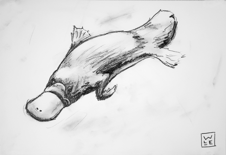 725x499 Platypus Graphite Drawing Will Lineberger Eskridge - Platypus Sketch