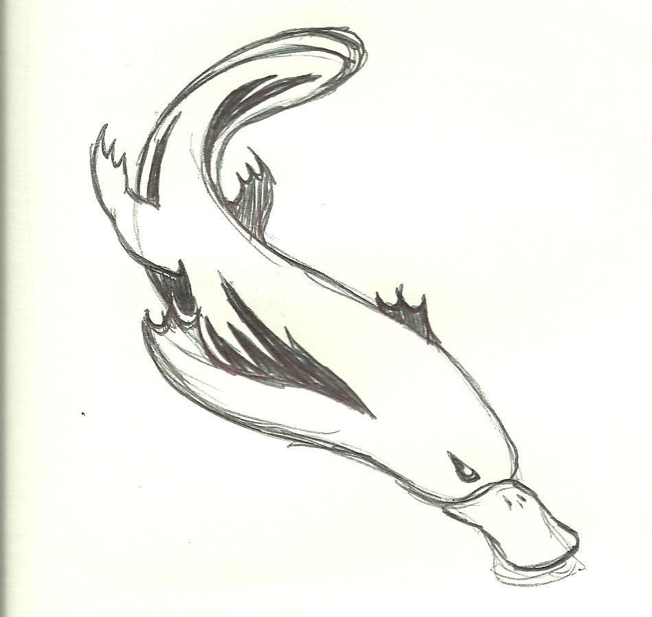 949x898 Platypus Logo Concept - Platypus Sketch