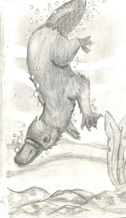 418x720 Platypus Sketch By Thunderbadger - Platypus Sketch