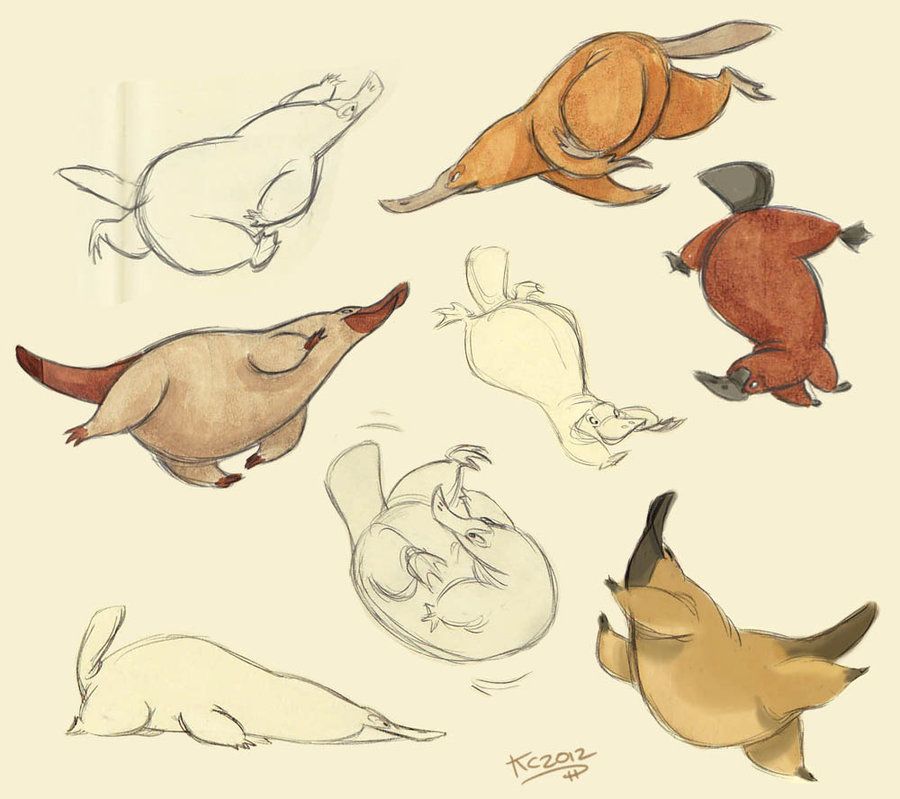 900x799 Platypus Sketches By On @ Art - Platypus Sketch