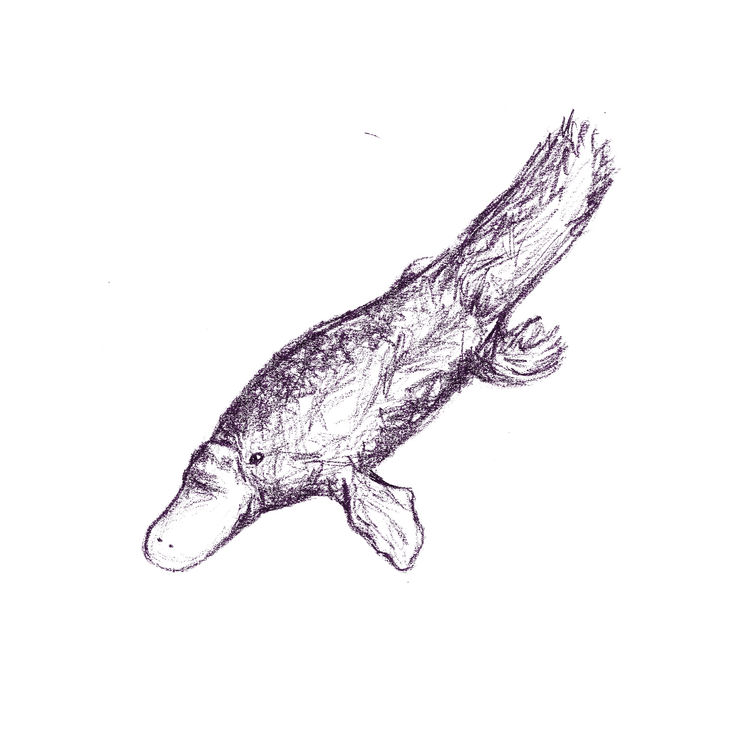 2456x2510 Platypus Aeolian Debris - Platypus Sketch