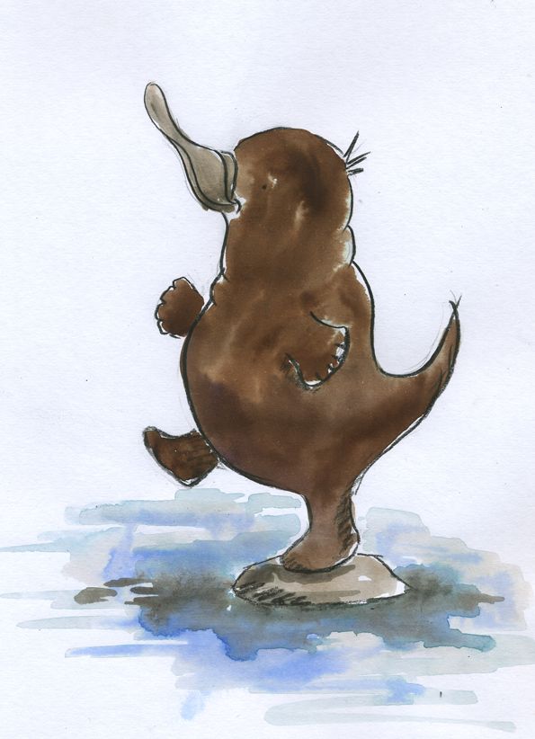 595x822 Platypus Sketch.jpg Ornitorrinco - Platypus Sketch