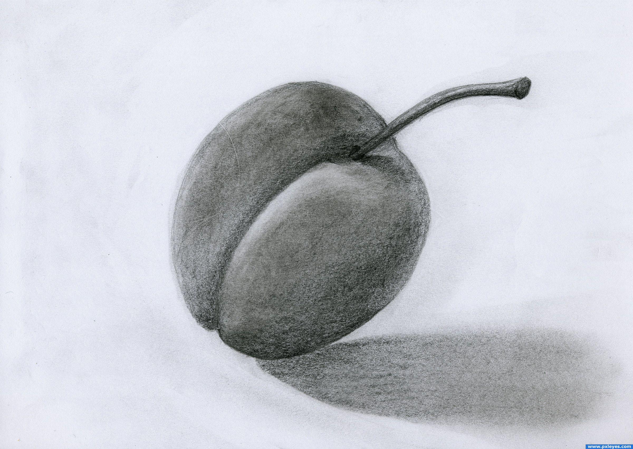 2400x1702 Graphite Plum Picture, By Nofue For Fruit Drawing Contest - Plum Sketch