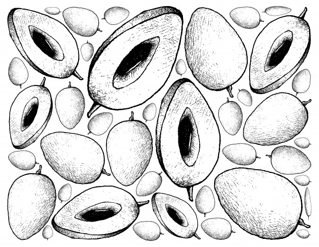 626x486 Hand Drawn Sketch Sapodilla Plum Or Manilkara Zapota Fruits - Plum Sketch