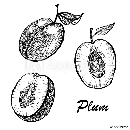 500x500 Hand Drawn Illustration Of Plum. Botanical Food Illustration - Plum Sketch