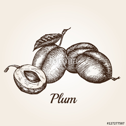 500x500 Hand Drawn Sketch Of Plum Fruit. Stock Image And Royalty Free - Plum Sketch