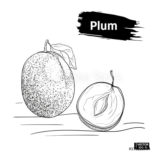 500x500 Isolated Fruit, Sketch Of Plum. - Plum Sketch