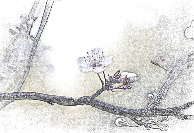 650x445 Plum Blossom Sketch By Sonja Norwood - Plum Sketch