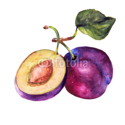 400x400 Watercolor Plum. Watercolor Sketch. Illustration For Design. Blue - Plum Sketch