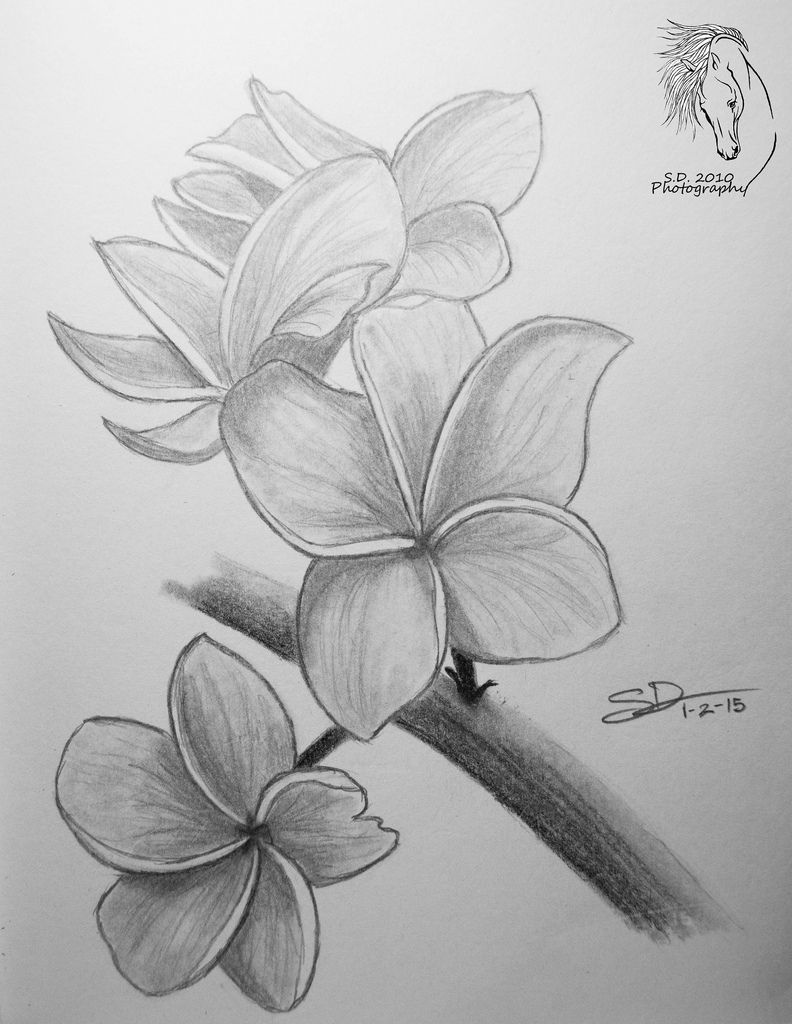 Plumeria Flower Sketch at Explore collection of