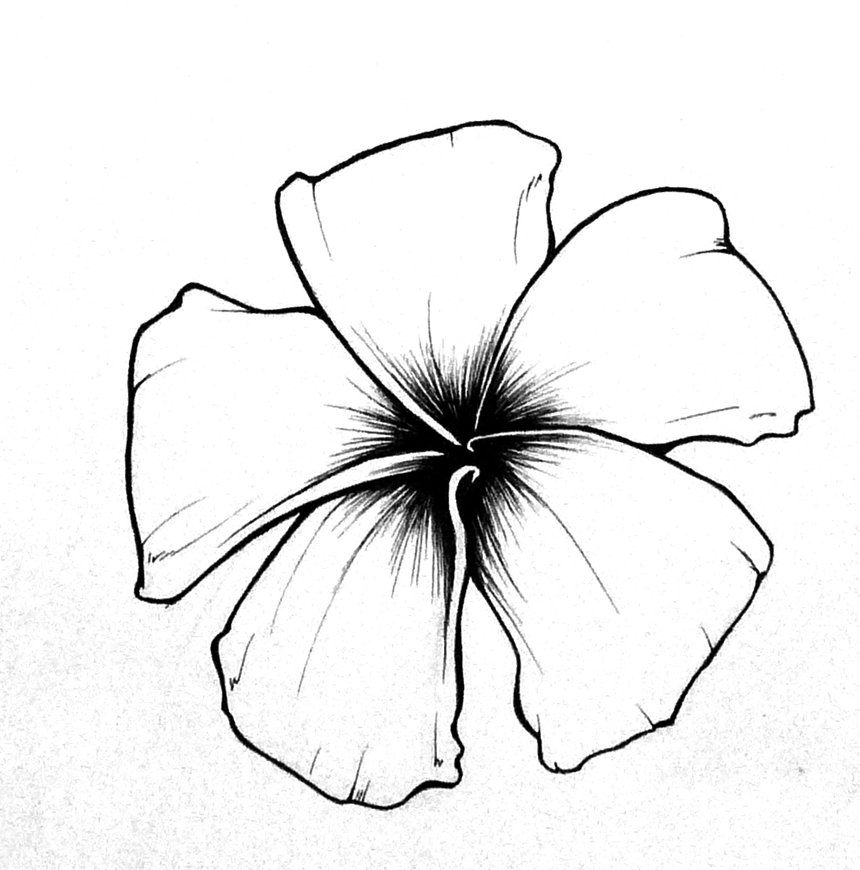 860x870 How To Draw A Plumeria Related Keywords And Tags - Plumeria Flower Sketch