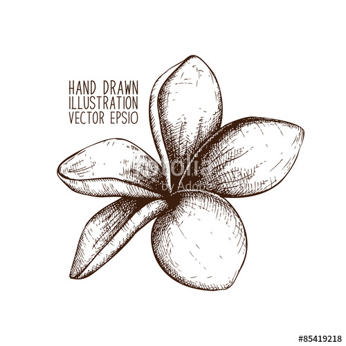 500x500 Ink Hand Drawn Frangipani (Plumeria) Sketch. Stock Image And - Plumeria Flower Sketch