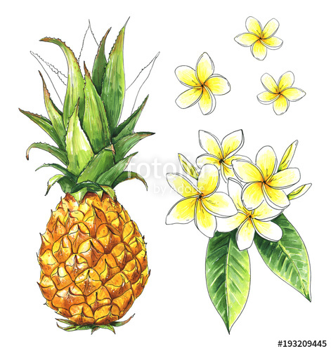 471x500 Pineapple Isolated, Frangipani, Plumeria Flowers. Tropical Set - Plumeria Flower Sketch