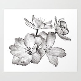 264x264 Plumeria Art Prints Society6 - Plumeria Flower Sketch