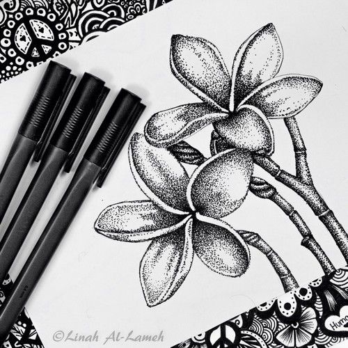 500x500 Plumeria Flower Drawing Drawing Drawings, Art And - Plumeria Flower Sketch