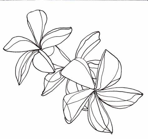 474x445 Plumeria Line Drawing. Plumeria Sketch Hasshe - Plumeria Flower Sketch