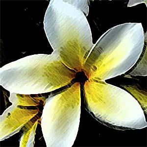 300x300 Plumeria Tattoo - Plumeria Flower Sketch