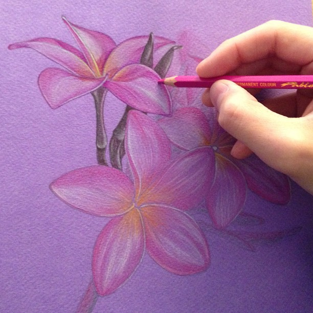 612x612 Plumeria Wip ! 01 08 26core - Plumeria Flower Sketch