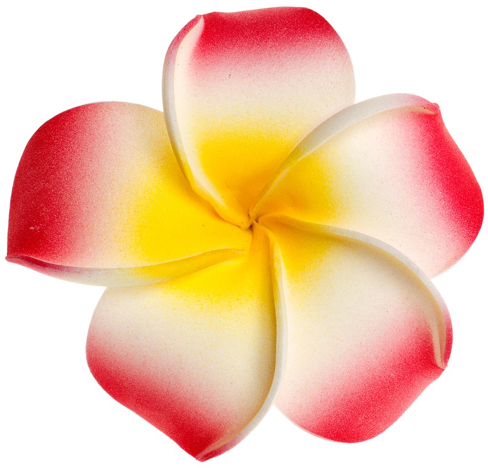 1000x959 Plumeria Clipart Single - Plumeria Flower Sketch